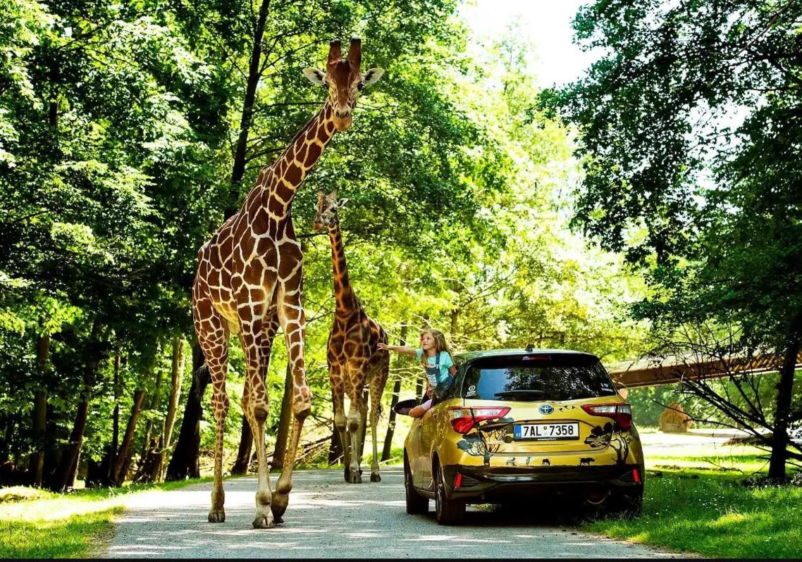Srub na svahu sjezdovky v Radvanicích Radvanice  Exterior foto